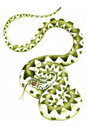illustration © Iona June