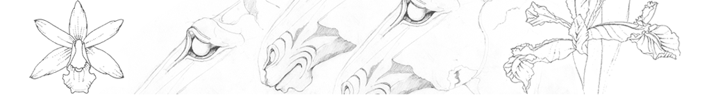 Sketchbook & Drawings © Iona June