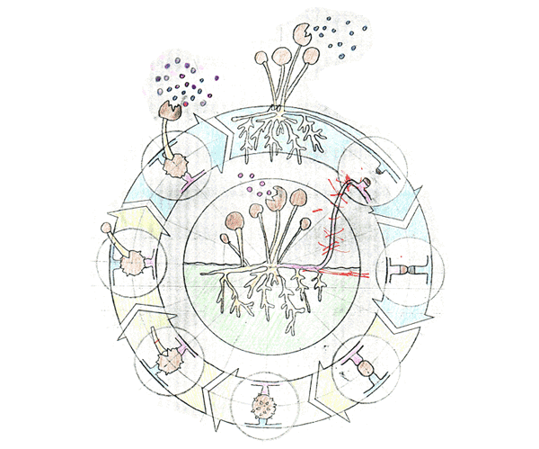 Mould lifecycle