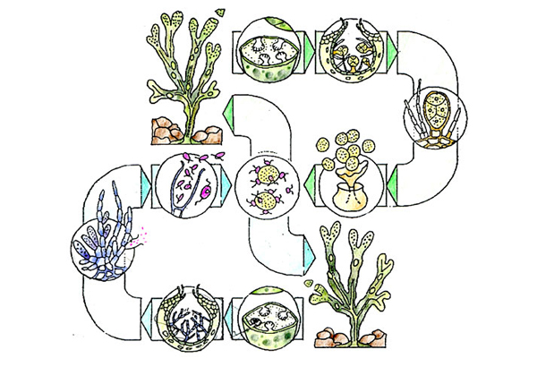 Seaweed lifecycle