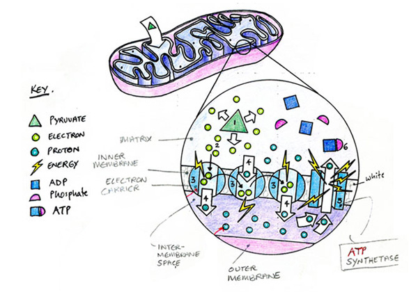 Cell mitochondria