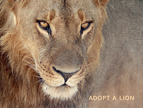 Adopt a lion