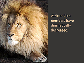Adopt a Lion