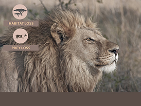 Adopt a Lion