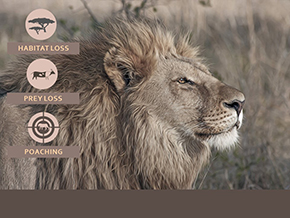 Adopt a Lion