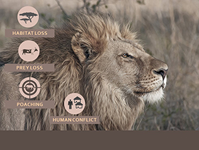 Adopt a Lion