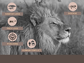 Adopt a Lion