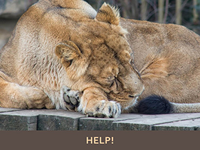 Adopt a Lion