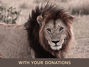 Adopt a Lion