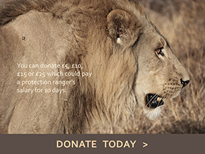 Adopt a Lion