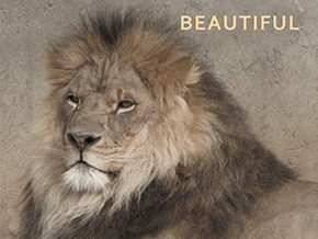 Adopt a Lion