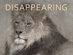Adopt a Lion