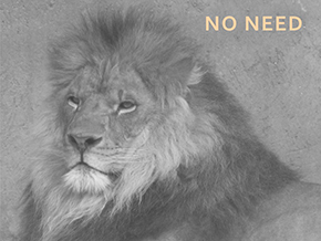 Adopt a Lion