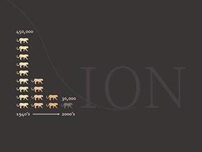 Adopt a Lion