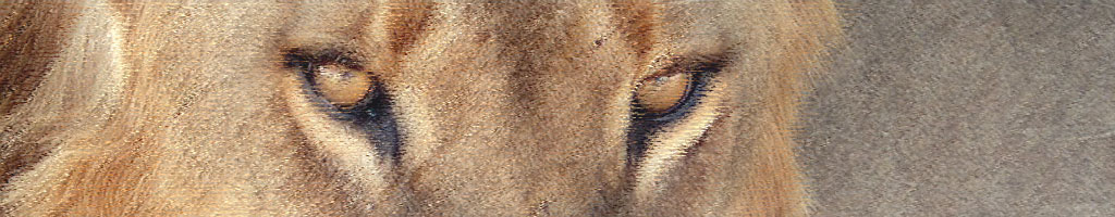 Adopt a lion