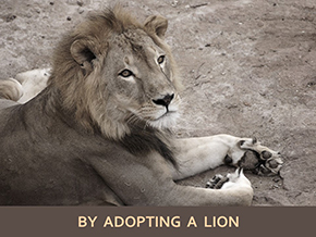 Adopt a Lion